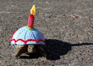 Cake for tortoises!