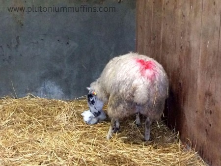 The first lamb is born.