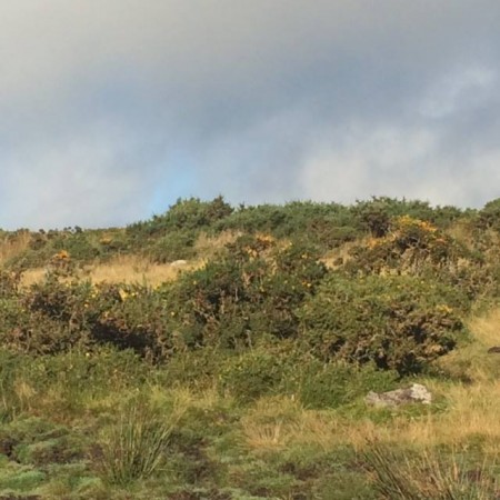 Close up of Dartmoor terrain - this photo taken just outside the gate of the farm.