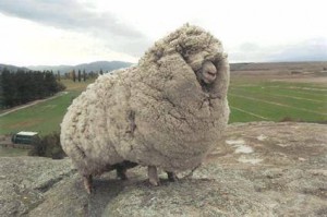 Shrek the Overgrown-Fleece Sheep