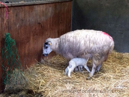 The second lamb gets a feed.
