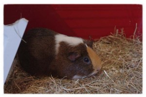 Vinny the Guinea (Copyright Corrie B)