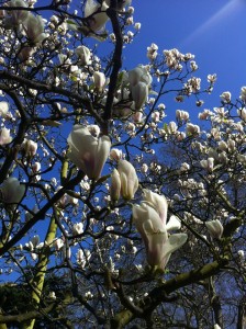 Loads of blossoms; could be abroad! (Copyright Tina W)