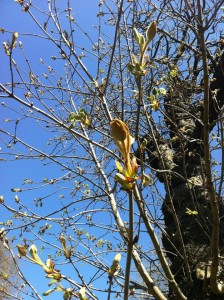 Single blossom against a stunning sky (Copyright Tina W)