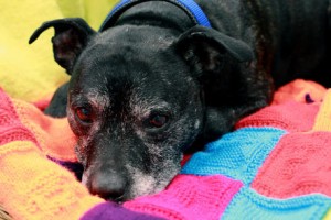 A Battersea Dog with his blanket