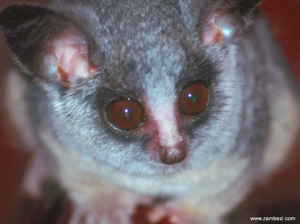 Gizmo the Bushbaby (used with permission from Daddykins and www.zambezi.com) Gizmo the Bushbaby (used with permission from Daddykins and www.zambezi.com)
