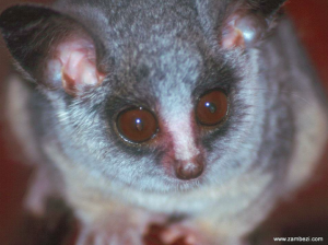 Gizmo the Bushbaby (used with permission from Daddykins and www.zambezi.com)