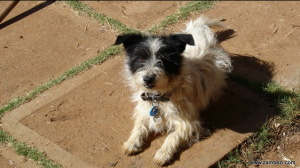 Kipper, my first puppy (not a rescue, but he would have loved a blanket like this!)