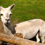 A shorn llama