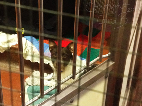 Resting with his blanket <3 Resting with his blanket <3