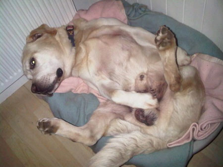 Sleeping in his favourite position Sleeping in his favourite position