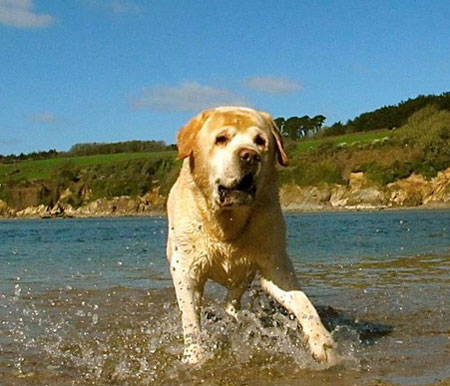 Digger at the beach, getting to be an old dog Digger at the beach, getting to be an old dog