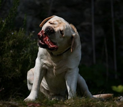 Chewing on a bone Chewing on a bone