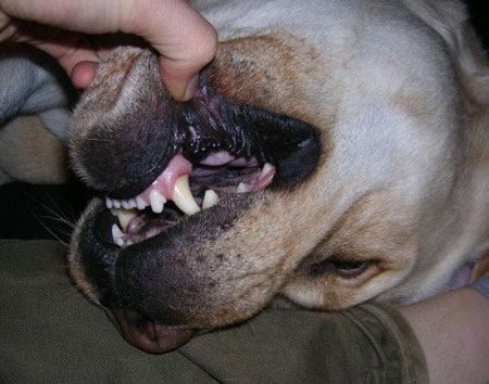 Playing with him as a young dog Playing with him as a young dog