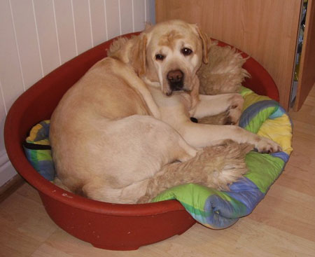 Digger in his bed Digger in his bed