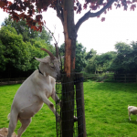 A goat munching on banned leaves