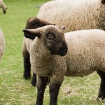 An Oxford Downs lamb at the Mudchute Farm