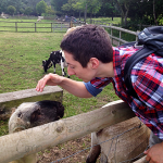 One of the sheep -- I could have his fleece!