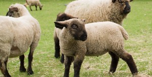 An Oxford Downs lamb at the farm <3
