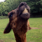 A llama baring his teeth at us.