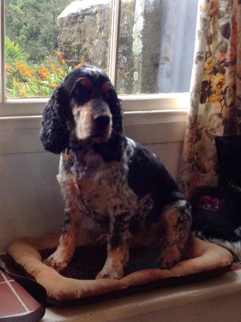 Tommy the Dog in his favourite perch on the window-sill.