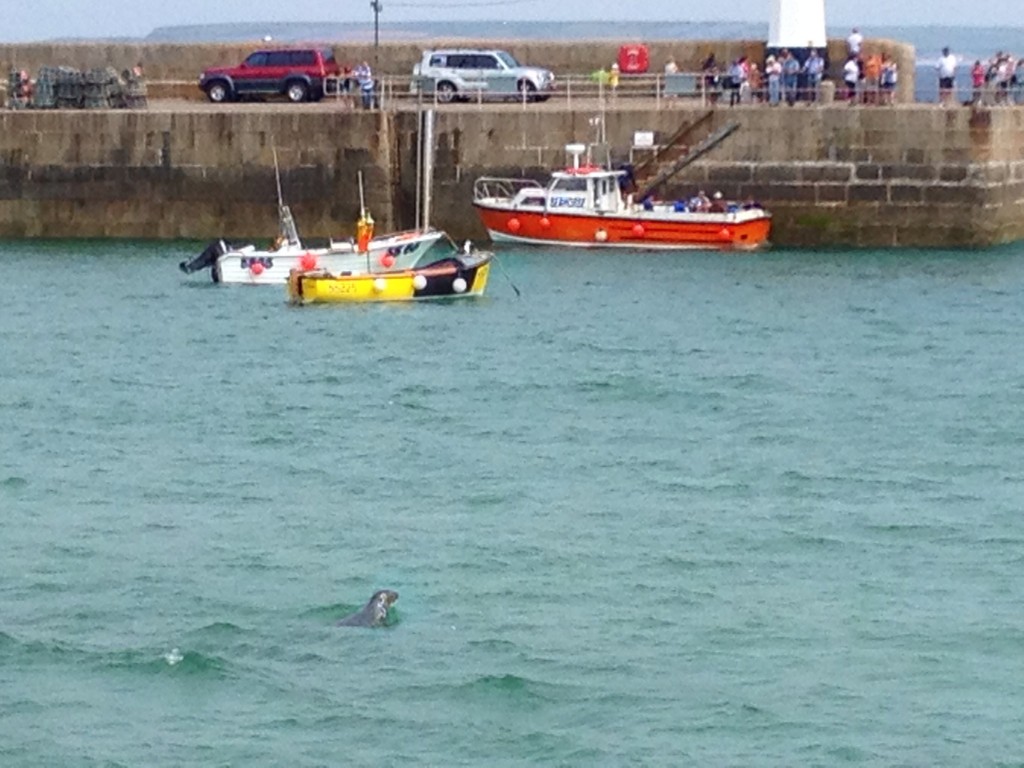 A seal in St Ives harbour