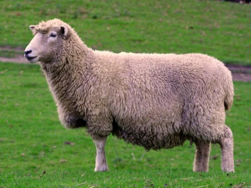 Romney Sheep from Kent (photo credit to Romney Marsh Wools)