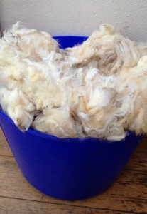 Big blue tub of raw and unsorted fleece.