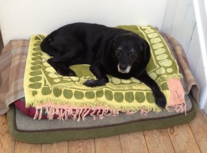 Dog watching me with interest. Isn't she a beauty? Dog watching me with interest. Isn't she a beauty?