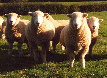 Devonshire Sheep - the Devon Closewool (photo credit to devonclosewool.co.uk)