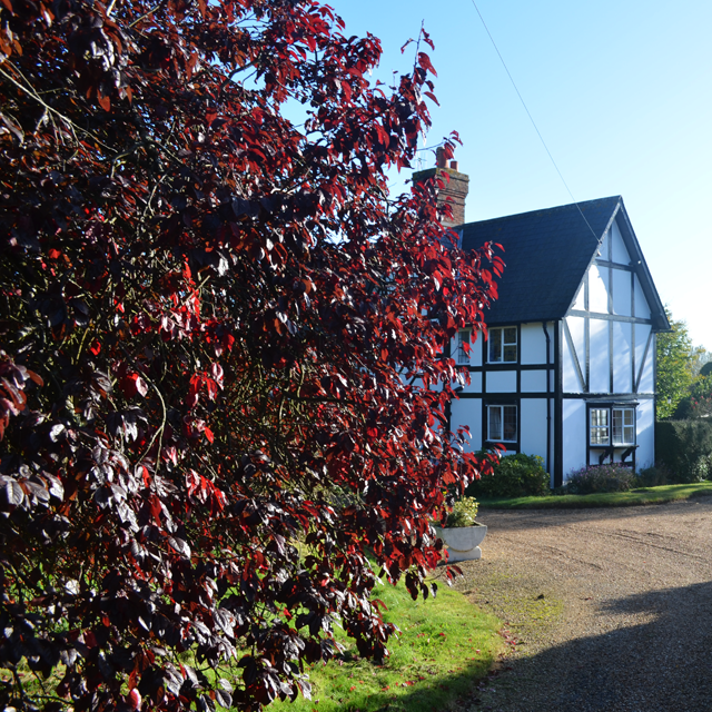 The house with a gorgeous red tree in the drive. The house with a gorgeous red tree in the drive.