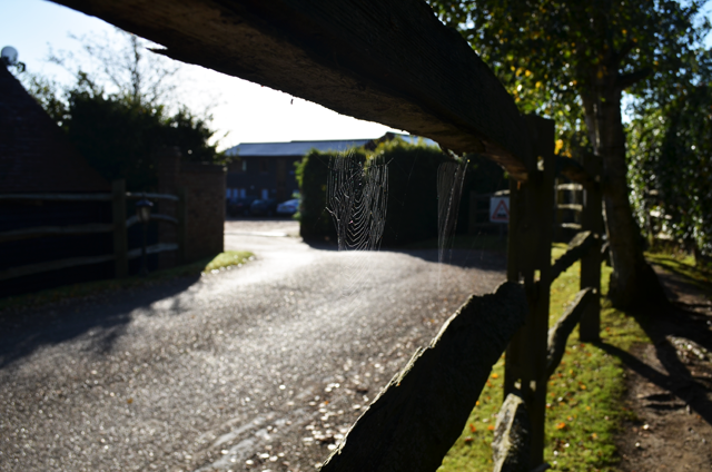 Cobwebs on the fences. Cobwebs on the fences.