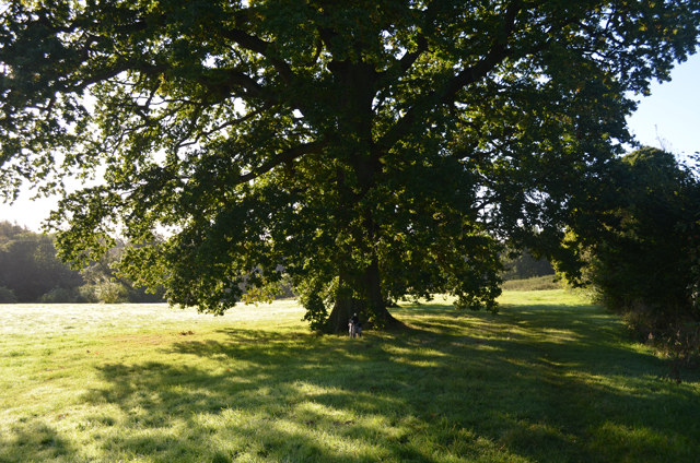 Tommy waits impatiently under an oak tree for me to stop taking photos. Tommy waits impatiently under an oak tree for me to stop taking photos.
