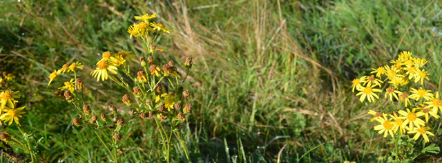 Flowers held together by a single thread of cobweb. Flowers held together by a single thread of cobweb.