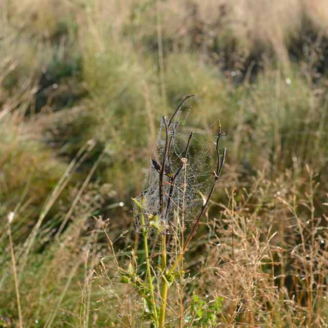 Spiders have kindly wrapped this poor twiggy plant up all snug and comfy so that it doesn't get cold in the morning dew. Spiders have kindly wrapped this poor twiggy plant up all snug and comfy so that it doesn't get cold in the morning dew.