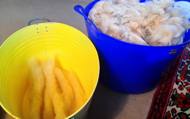 Raw fleece and prepared rolags. Raw fleece and prepared rolags.