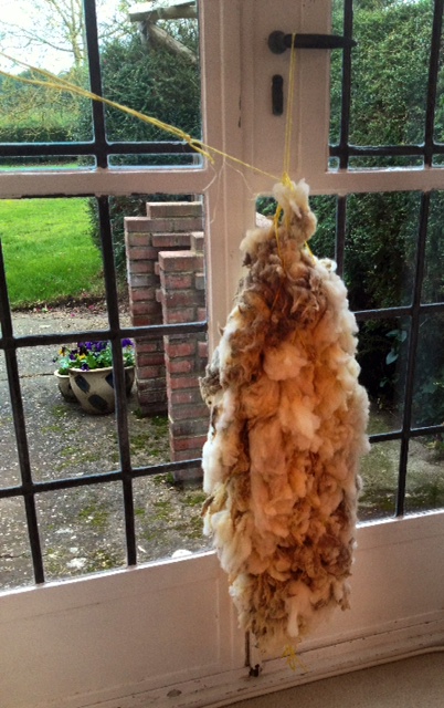 Washed Oxford Downs fleece ready for dying. Washed Oxford Downs fleece ready for dying.