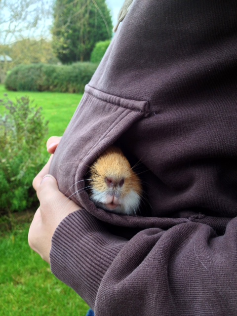 Little nose peeking out. Little nose peeking out.