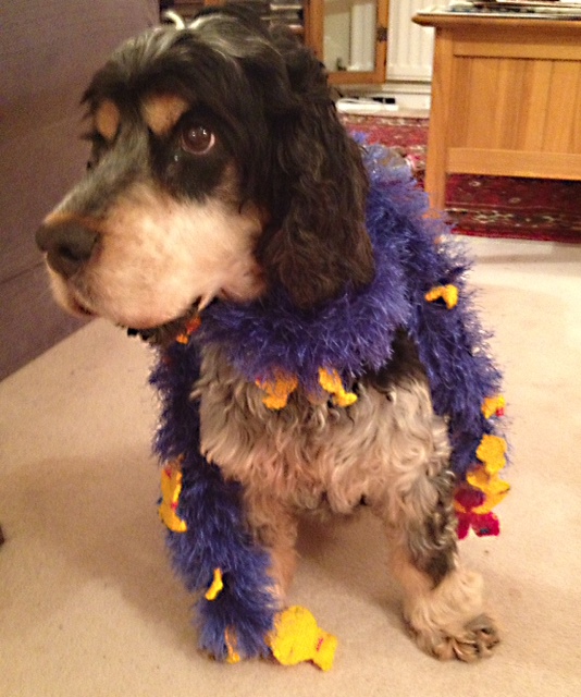 Tommy is unimpressed with his new scarf. Tommy is unimpressed with his new scarf.
