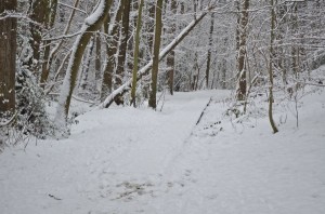 Snow covering the boardwalk that is meant to make for safe passage.