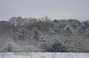 About to enter the forest, which could be from a fairytale.