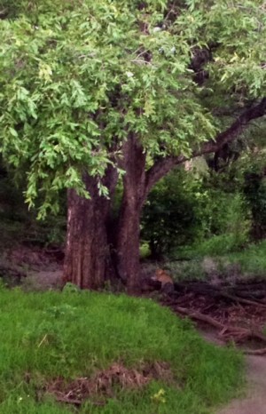 Leopard on the first day, hanging out on a tree.