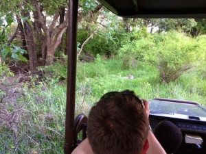 BRO taking photos of the leopard's mummy. BRO taking photos of the leopard's mummy.