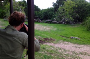 Wonder-Mum taking photo of a cub. Wonder-Mum taking photo of a cub.
