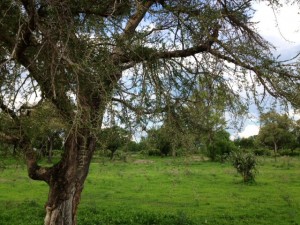 Where the monkeys were playing. Where the monkeys were playing.