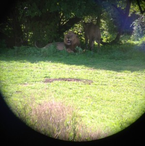 Lion on Christmas Day! Lion on Christmas Day!
