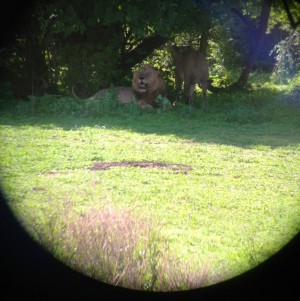 Lion on Christmas Day!