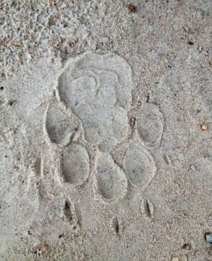 A Wild Dog print. A Wild Dog print.