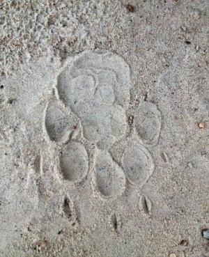 A Wild Dog print.