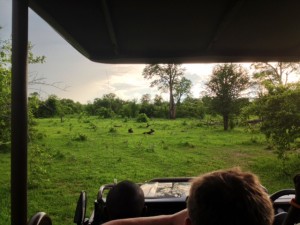 Pack of six Wild Dogs. One of the rarest animals in the world.